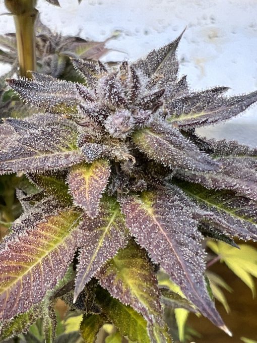 MEAN HOE BUD PHOTO SAMPLE OF RARE BREED ON SEED BANK