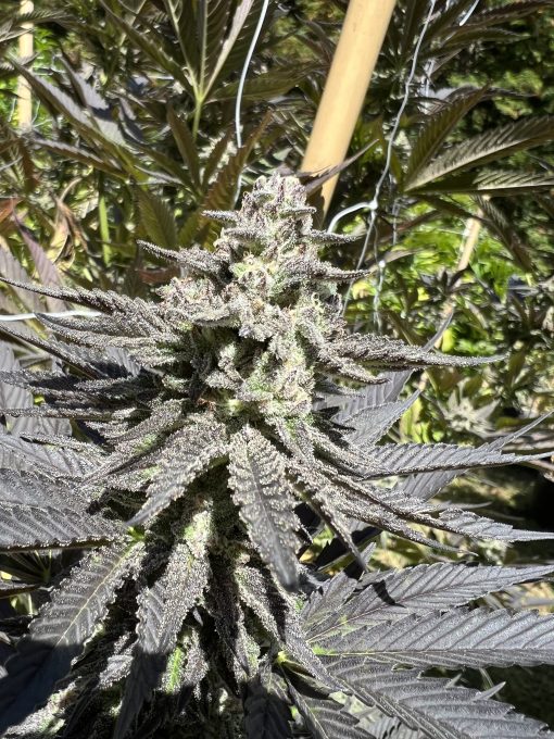 PHOTO EXAMPLE OF RARE BREED STRAIN HUMBOLDT PIE