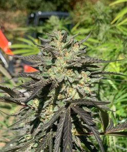 BUD PHOTO OF ZKITTIES PIE X BLUEBERRY CHEM91 FROM RARE BREED ON SEED BANK