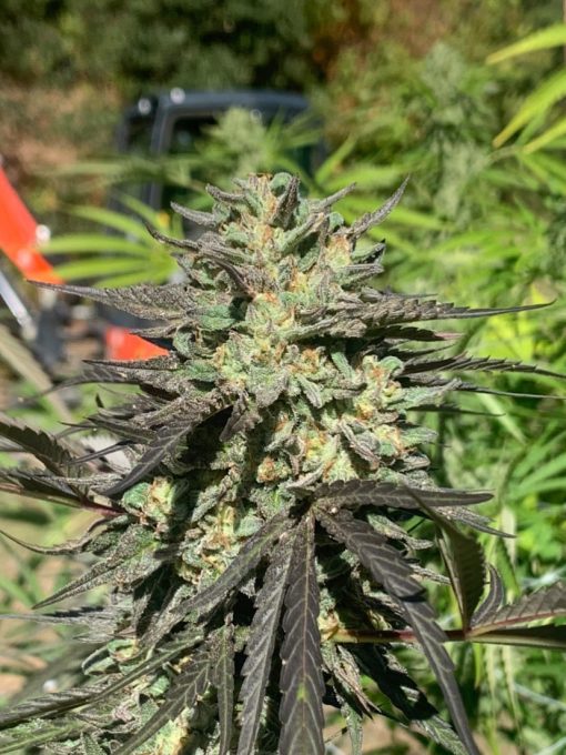 BUD PHOTO OF ZKITTIES PIE X BLUEBERRY CHEM91 FROM RARE BREED ON SEED BANK