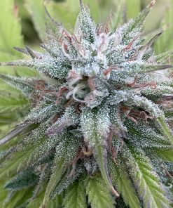 PHOTO SAMPLE OF BUD FROM STRAIN PEACH TREE BY RARE BREED ON SEED BANK