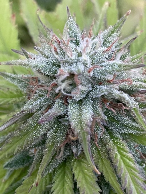 PHOTO SAMPLE OF BUD FROM STRAIN PEACH TREE BY RARE BREED ON SEED BANK