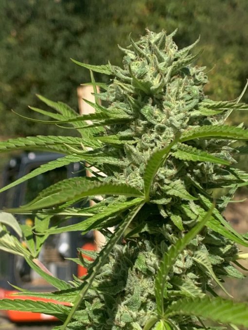 BUD PHOTO OF ZKITTIES PIE X BLUEBERRY CHEM91 FROM RARE BREED ON SEED BANK