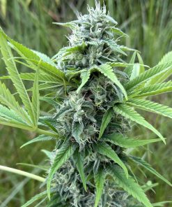 BUDDING FLOWER IMAGE OF STRAIN STRAWBERRY JACK BY MOUNTAIN STONE GENETICS ON SEED BANK