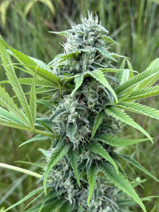 BUDDING FLOWER IMAGE OF STRAIN STRAWBERRY JACK BY MOUNTAIN STONE GENETICS ON SEED BANK