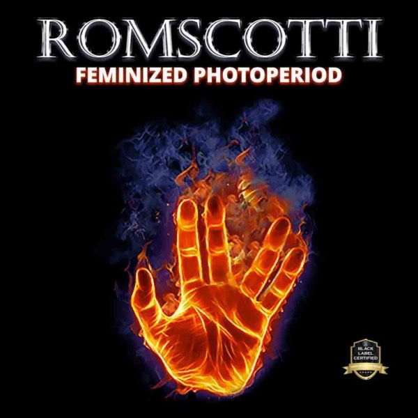 ROMSCOTTI (F1) - Image 3