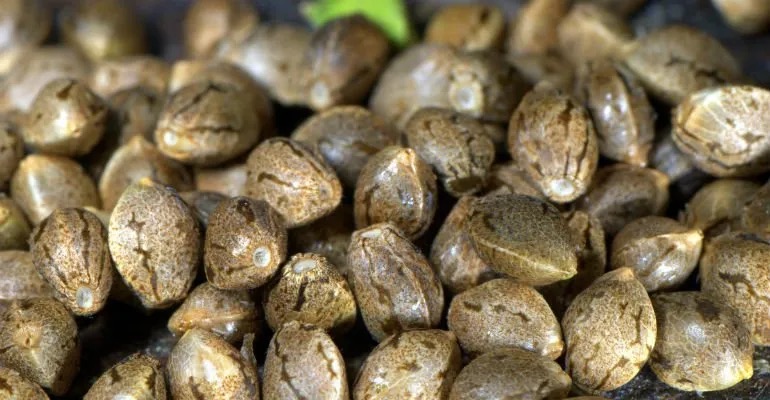 Crazy Blue Chiquita archive 4