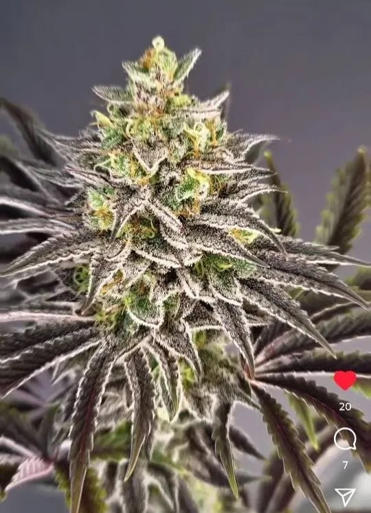 Crazy Blue Chiquita archive 3