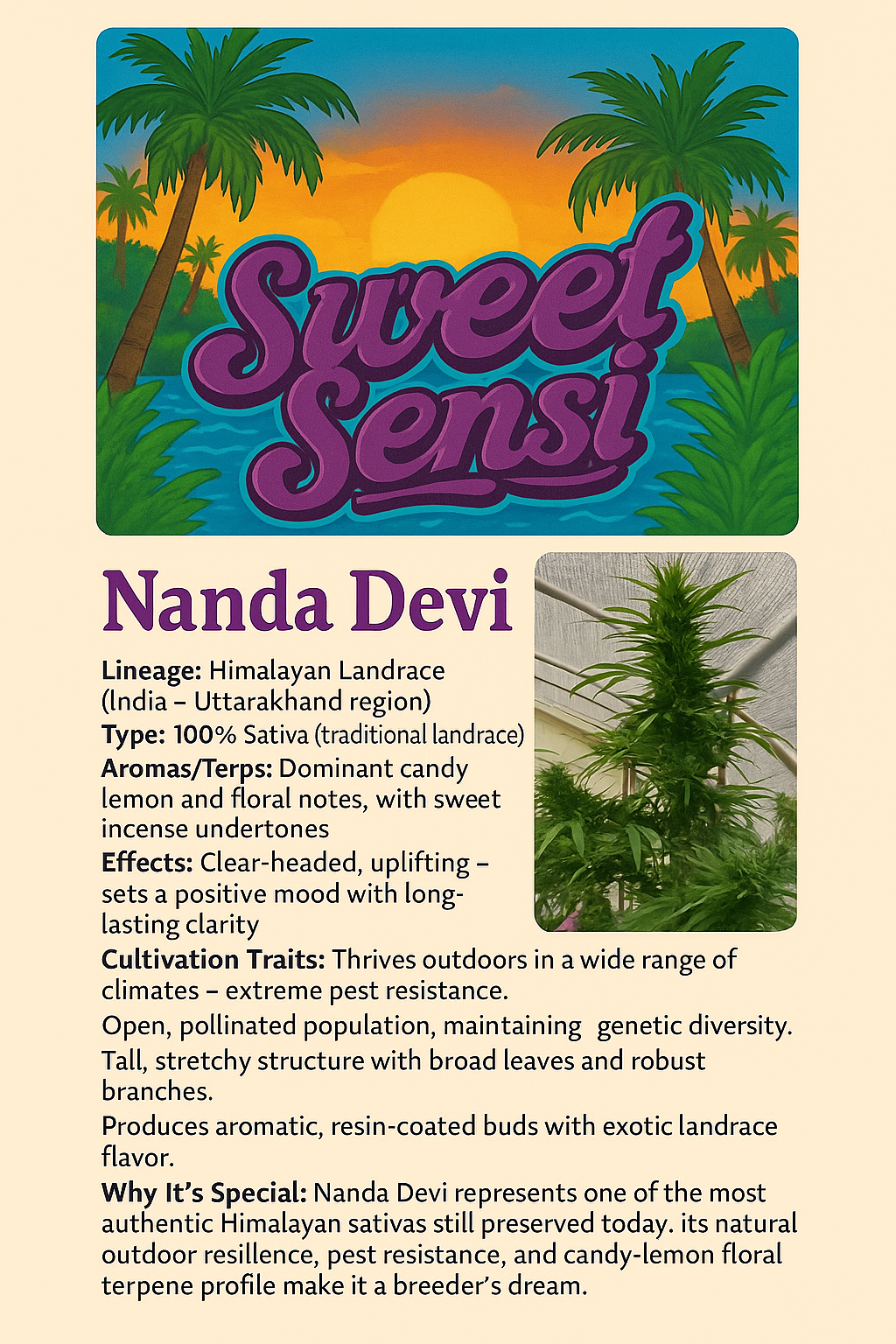 NANDA DEVI - Image 3