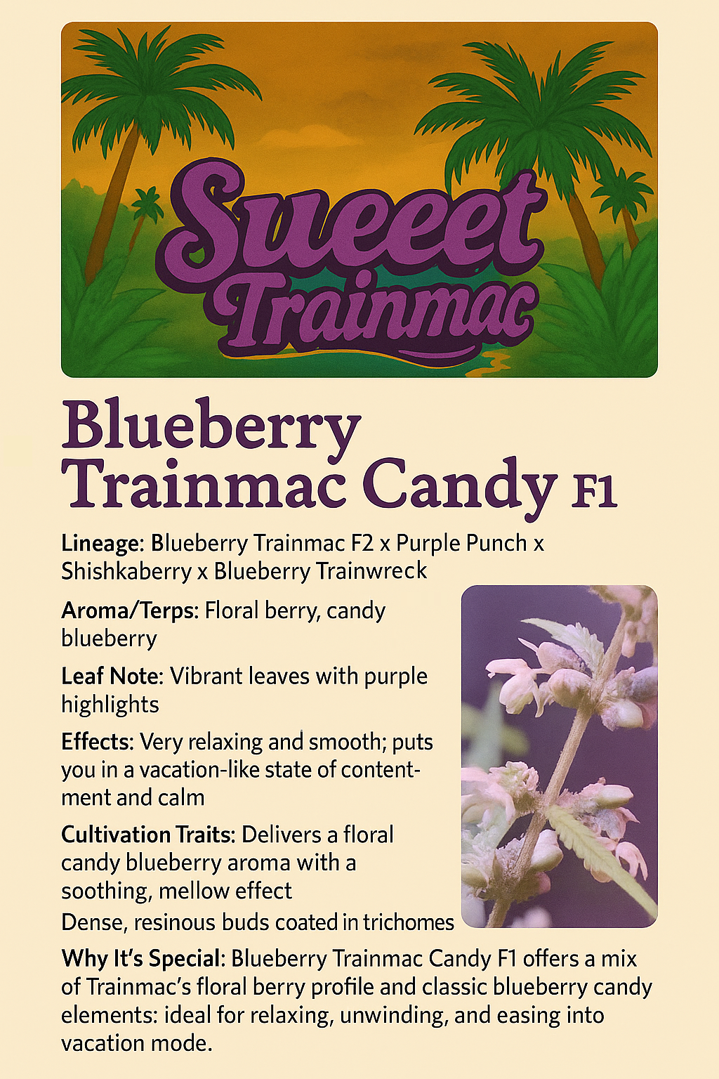 BLUEBERRY TRAINMAC CANDY F1 - Image 2