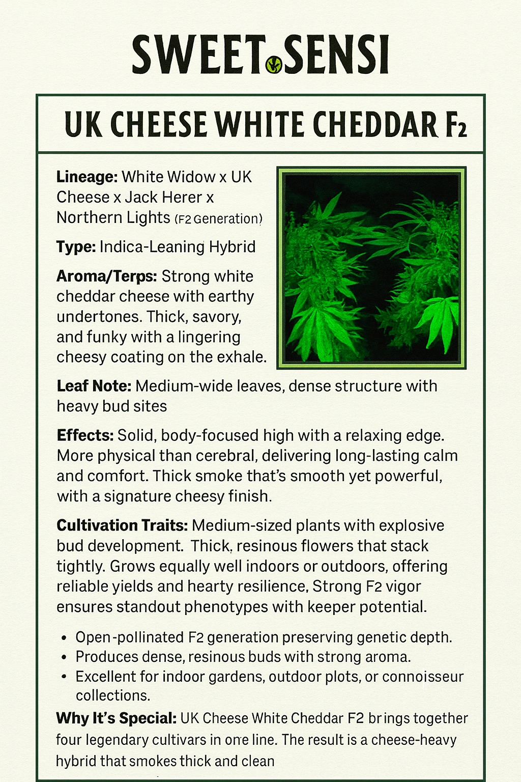 UK WHITE CHEDDAR F2 - Image 3