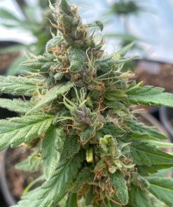 Alternative view of KONG'S HAZE