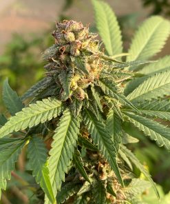 Alternative view of STRAWBERRY DIAMOND X SILVER SWORD