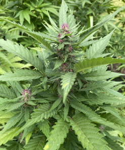 Alternative view of LILLIKOI MOON X SHIVA SUN