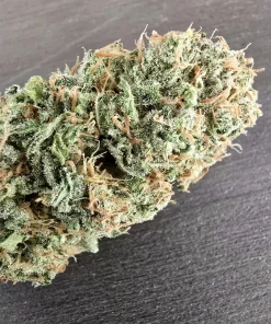 Alternative view of JACK HERER X (GRAPE PUPIL 2 X WAHINE MOON)